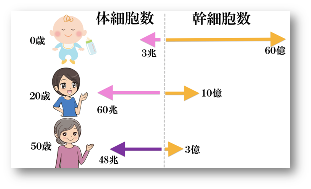 干细胞抗衰老