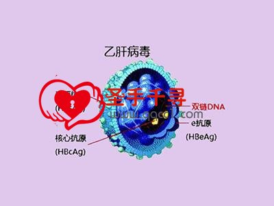 <a style='color:#019eeb;'  data-cke-saved-href='/topic/t-110.html' href='/topic/t-110.html' target='_blank'>乙肝</a>病毒,乙型肝炎,传播途径,肝功能,乙肝症状,乙肝预防