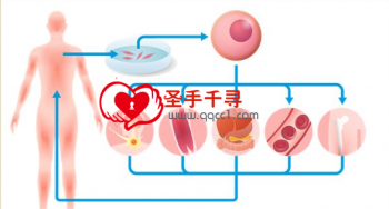 青春再生，日本干细胞抗衰老之旅