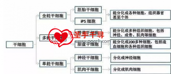 日本干细胞疗法—领先世界的再生医疗技术