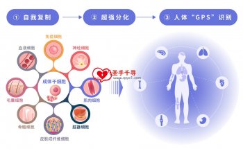 日本干细胞多久见效?持续时间多久?